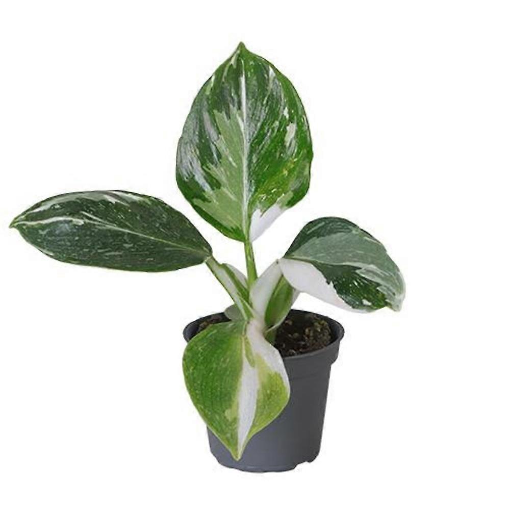 Philodendron 'White Wizard' Ø6cm