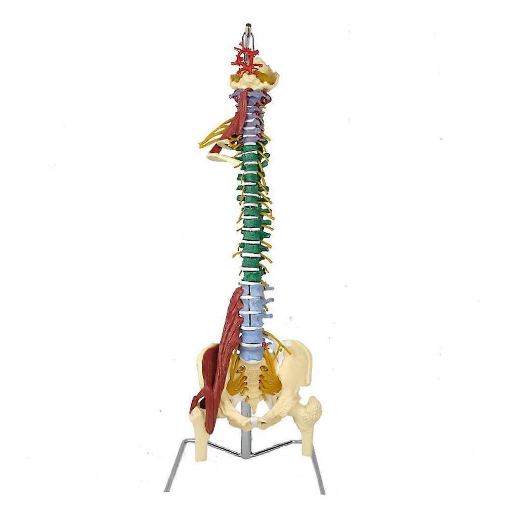 flexible colored spine model, anatomy, 86.4 cm, with stand