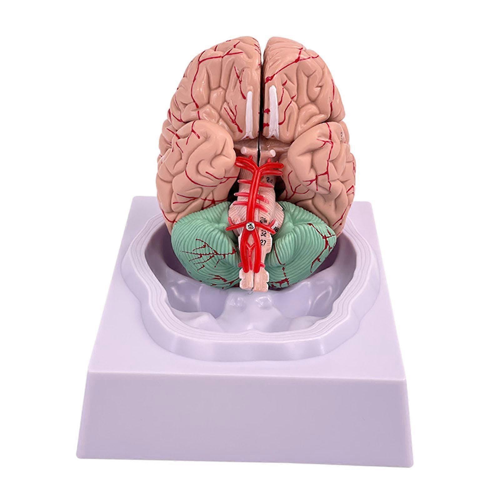 Human Brain Model PVC with Display Base Teaching Model for Study Learning DIY