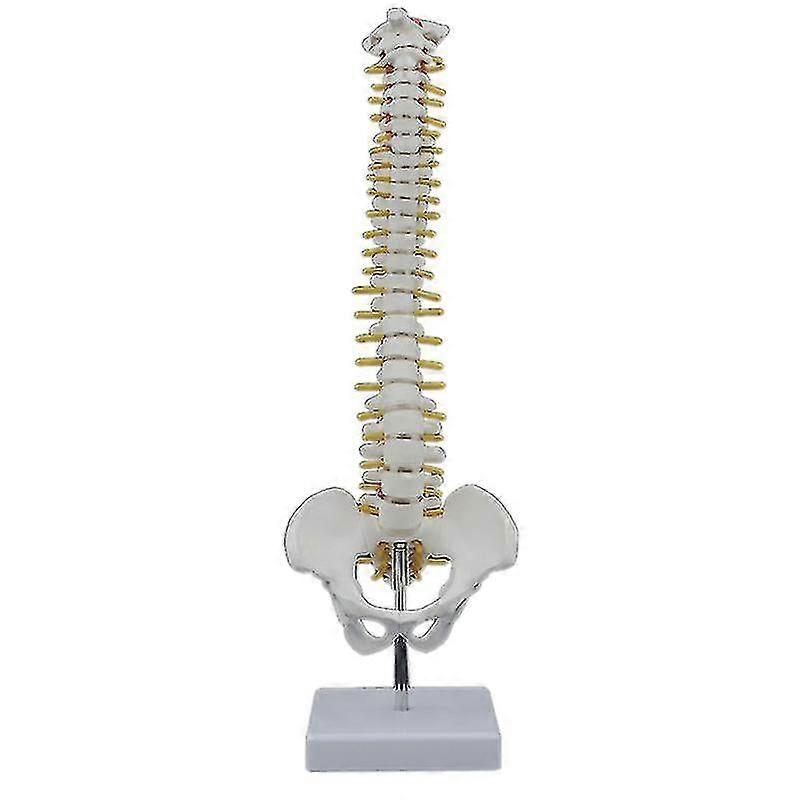 45cm Flexible Human Spine Model with Pelvis, Anatomical Spinal Column and Adjustable Display Stand