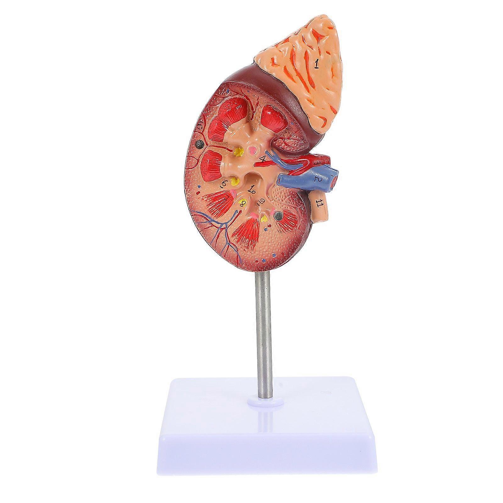 Human Kidney Prop Anatomical Model Biology Class Accessory Kidney Model