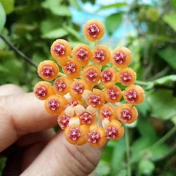Hoya endauensis Ø7cm