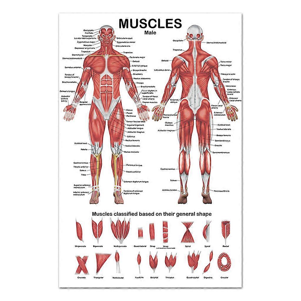 Muscle Anatomy Chart In front/Back Sided Education Use Only for Lectures