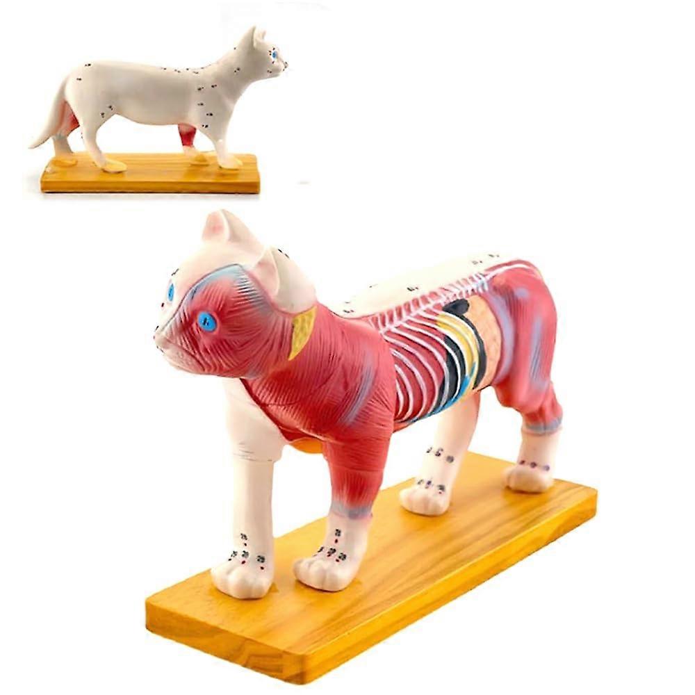 Animal Cat Acupuncture Anatomical Model, 36 Commonly Acupuncture Points with Left Half, 4D Model