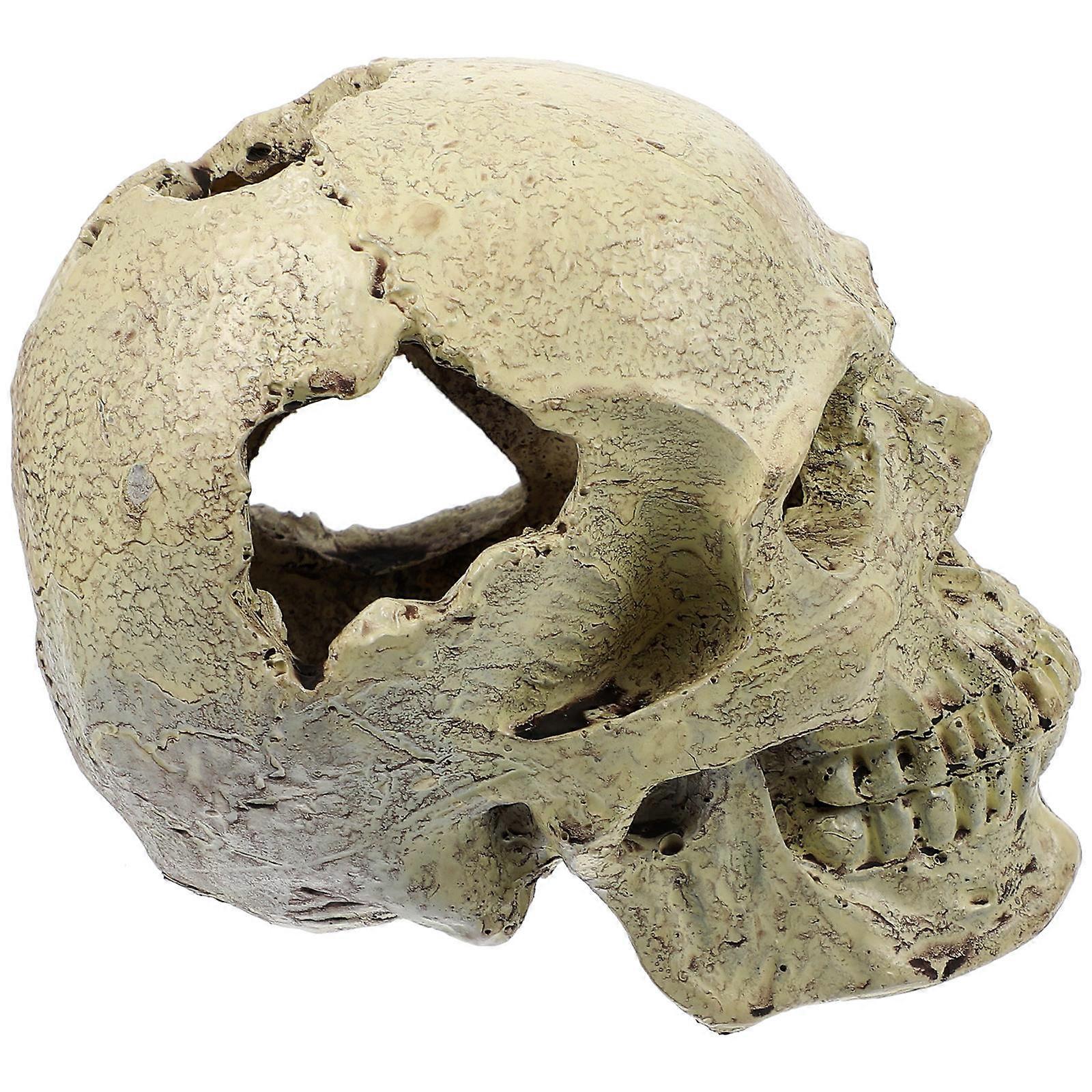 Human Skull Model for Decoration Resin Skull Model As Shown 2