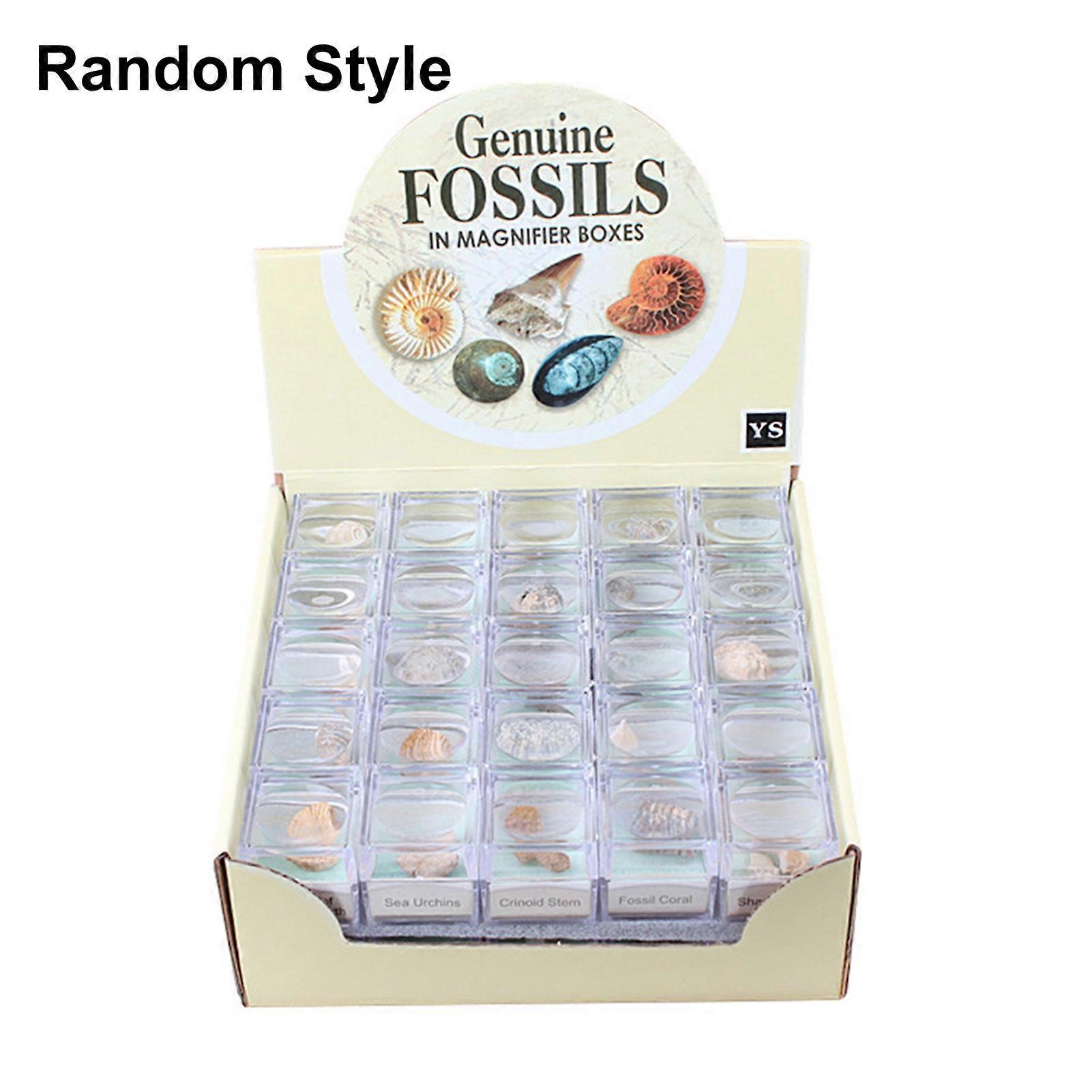 Protolith Specimen Ammonite Shark Teeth Gastropod Coral Fossils Stone Collection