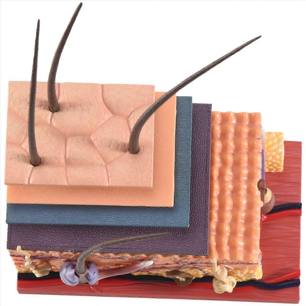 4D Human Skin Model Hair Organs Assembling Puzzle Model