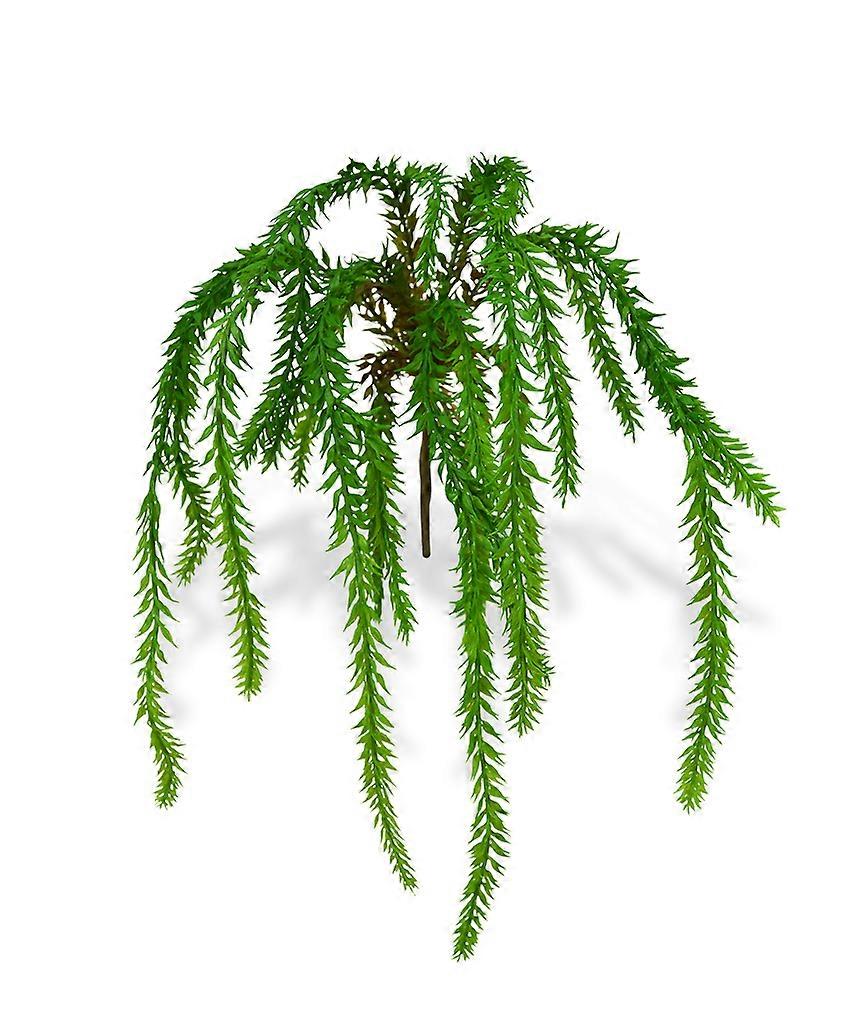 Asparagus trailing plant (30 cm)