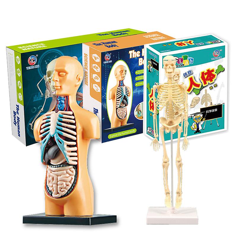 3d Human Body Torso Model Assembly Diy Human Body Organ Teaching Tools