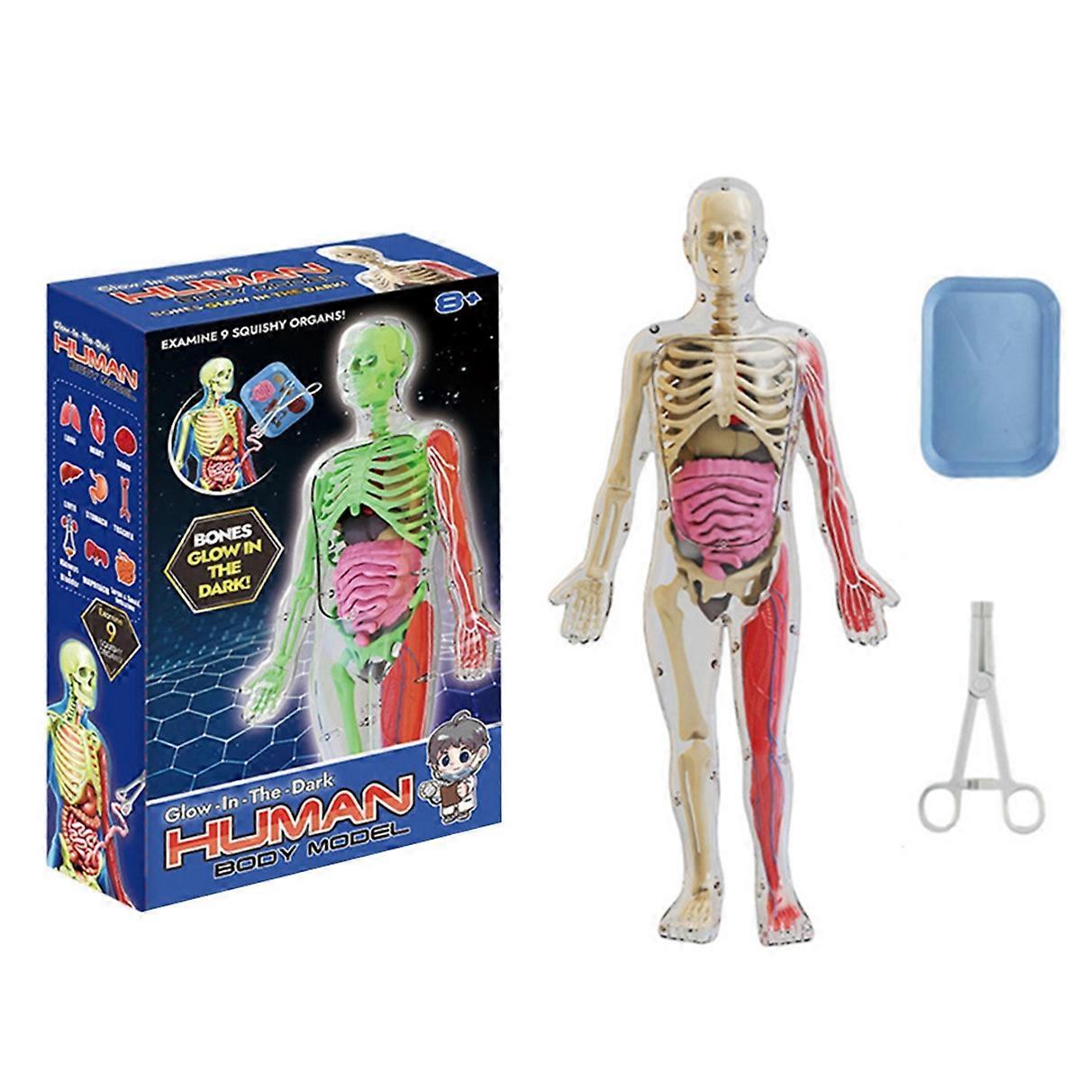 Human Anatomy Squishy Body Model Science Kits Glow in Dark Skeleton