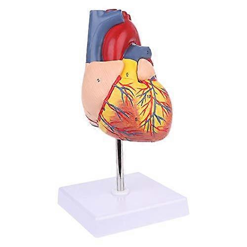 Life Size Human Heart Anatomy Model with Detailed Internal Structures, 2Part Educational Display