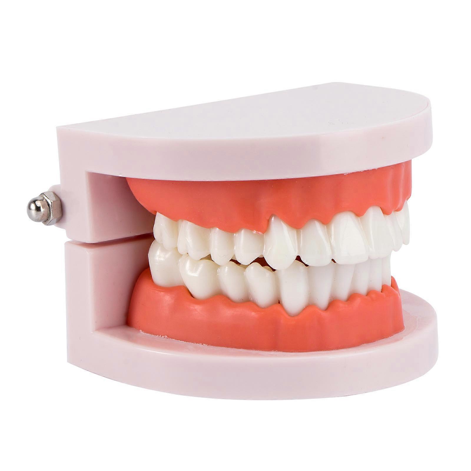 Zahnmodell Standard Dental Teaching Study Typodont Demonstration Tool