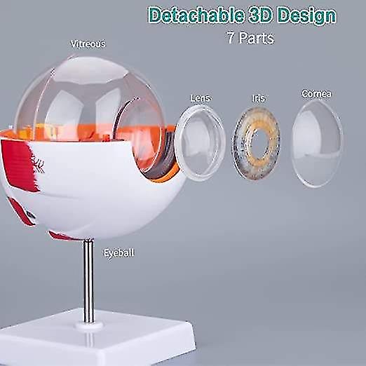 Two Pieces Learning Resources Cross-section Human Eye Model, Biology, Scientific Vocabulary, Classroom Accessories, Measures 5 In Diameter. Grades 2+,