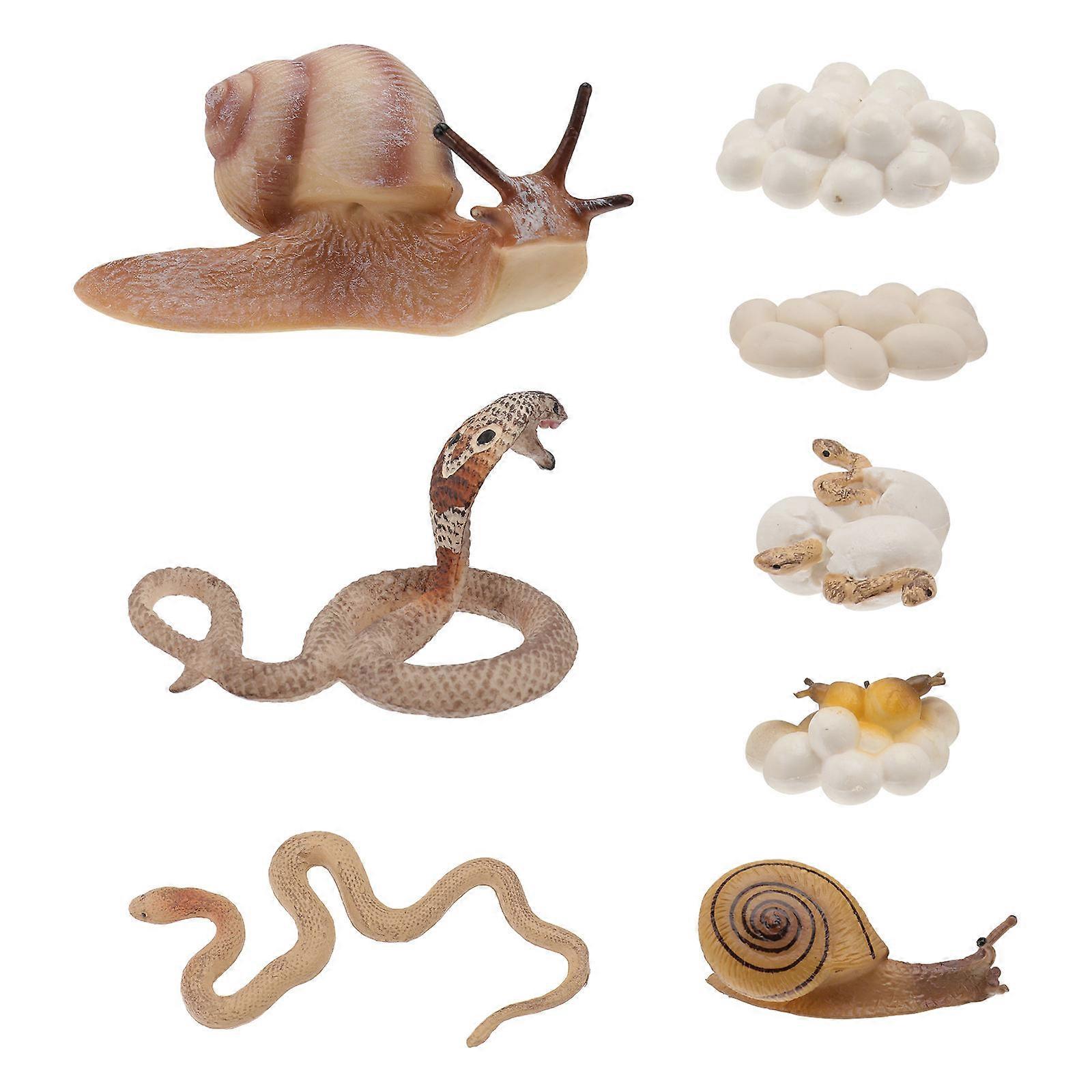 Educational Simulated Animal Models Life Cycle Kit Toys For Kids Assorted Color Realistic Development 2 Sets