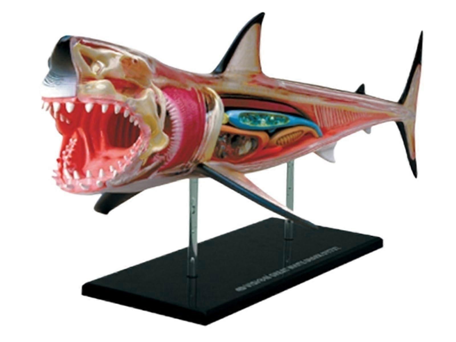 Shark Anatomy Model with Realistic 4D Skeletal Structure for Biology Teaching and Interactive Learning