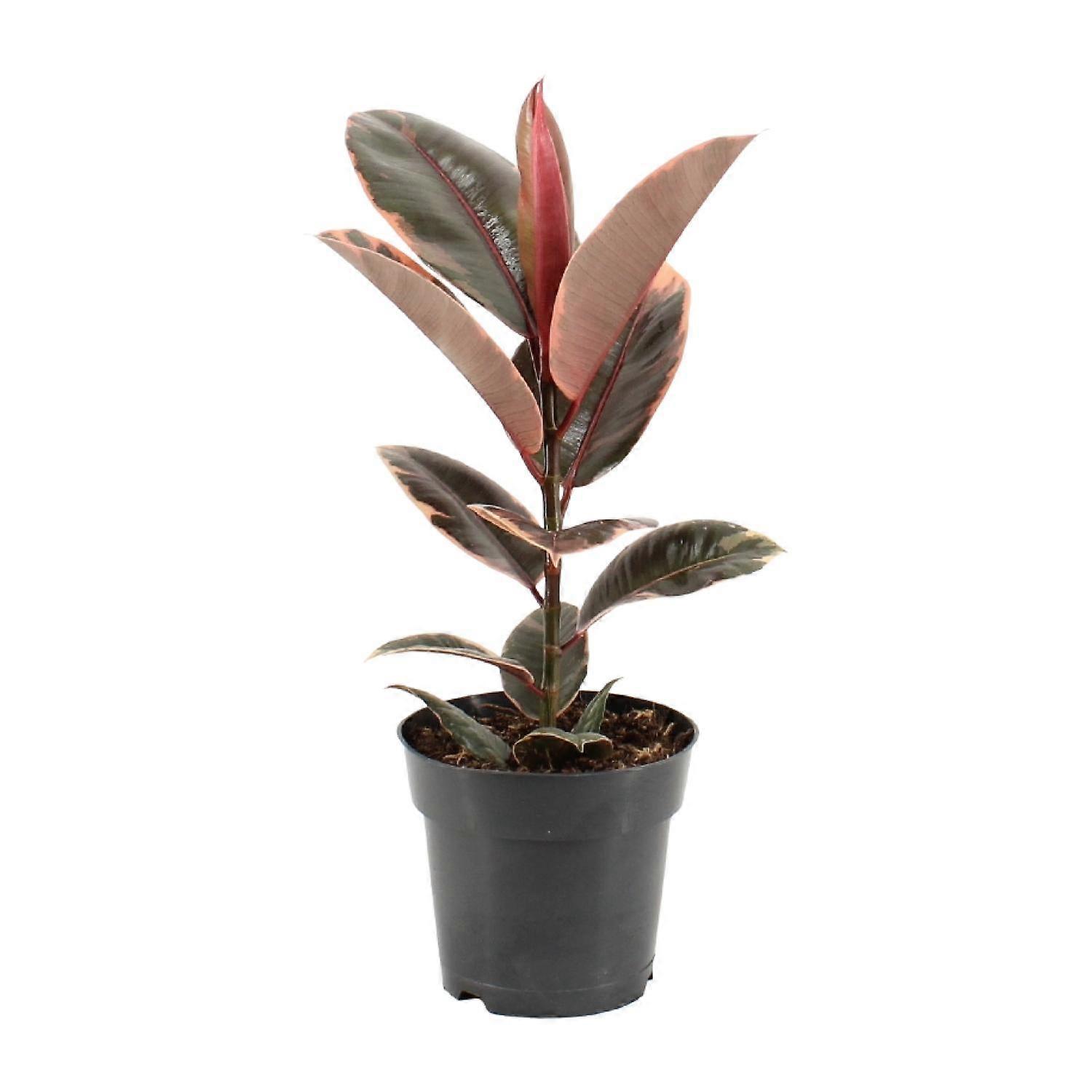 Ficus Elastica Belize - 45-55cm - Ø17cm