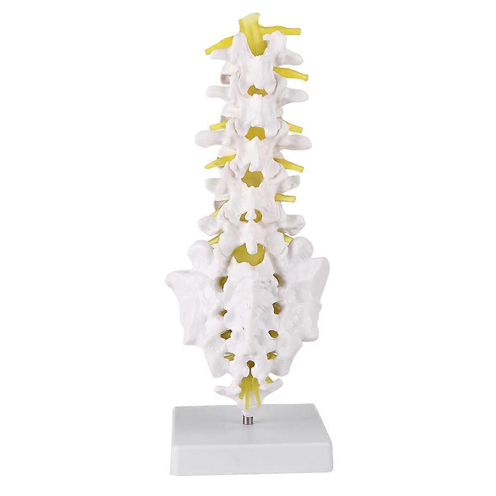 Lumbar Vertebral Spine Model Human Lumbar Educational Teaching Model Tool