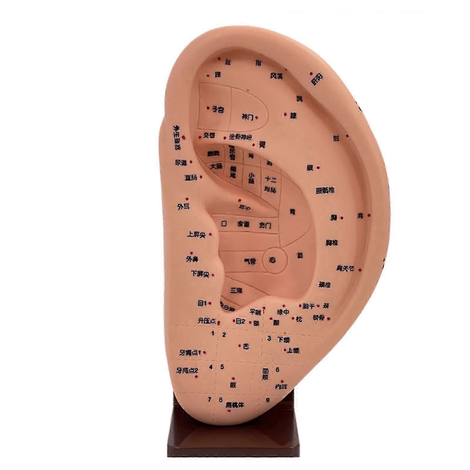 Ear Massage Model Massage Tools Anatomical Ear Model Ear Teaching Ear Acupoint