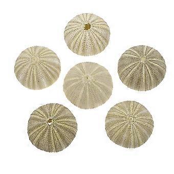 6 stuks lucht plant pot zee-egel tafelblad decor bloempotten DIY ambachten levering
