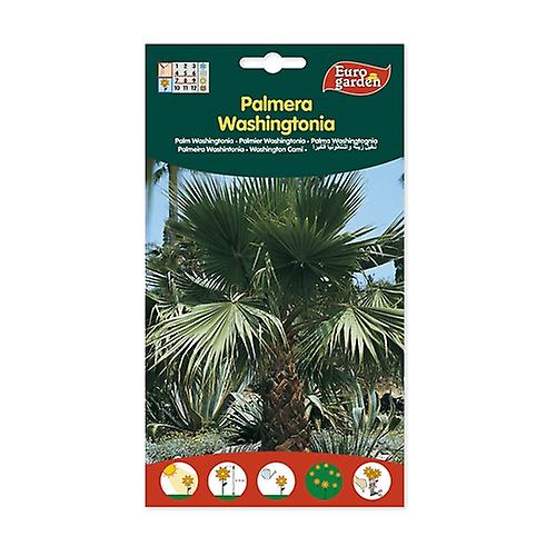 Palm Seed Whashingtonia Filifera 1 unit