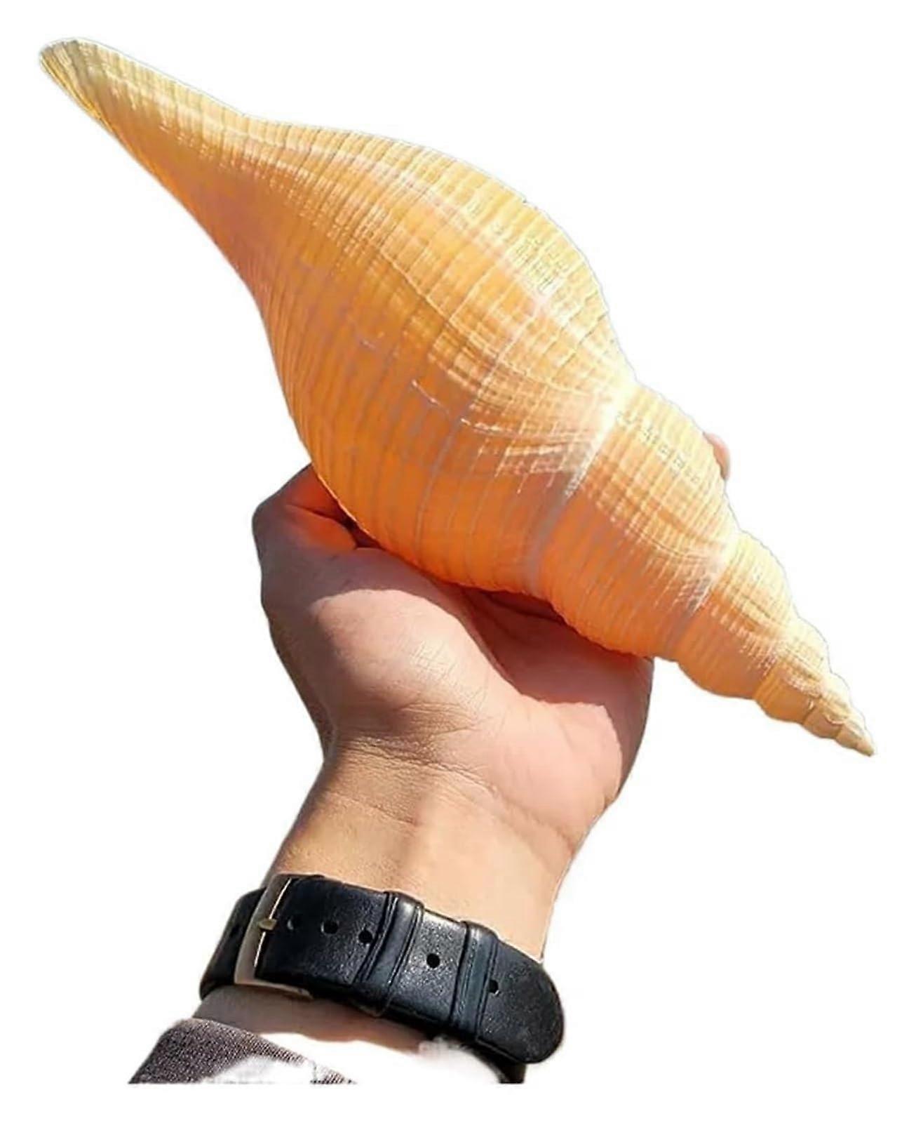 Large Natural Sea Shells and Conch Shell for Coastal Decor, Crafts, 2931cm