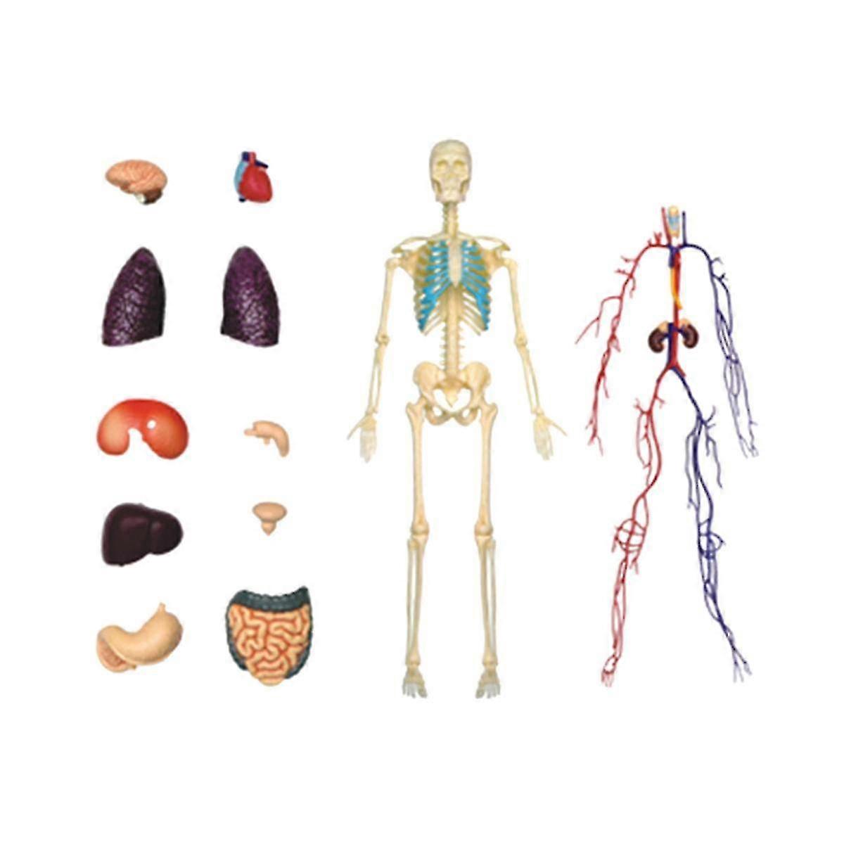 Human Body Model Education Internal Organs Model For Student Teaching Study Transparent