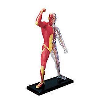 Scientific Miniature Muscular System Model Human Muscles Anatomy Model Skeleton Medical Teaching Tool Assembling Toy