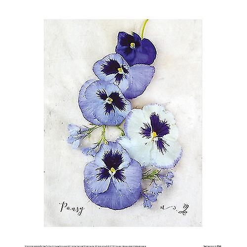 Heather Johnston Pansy Poster