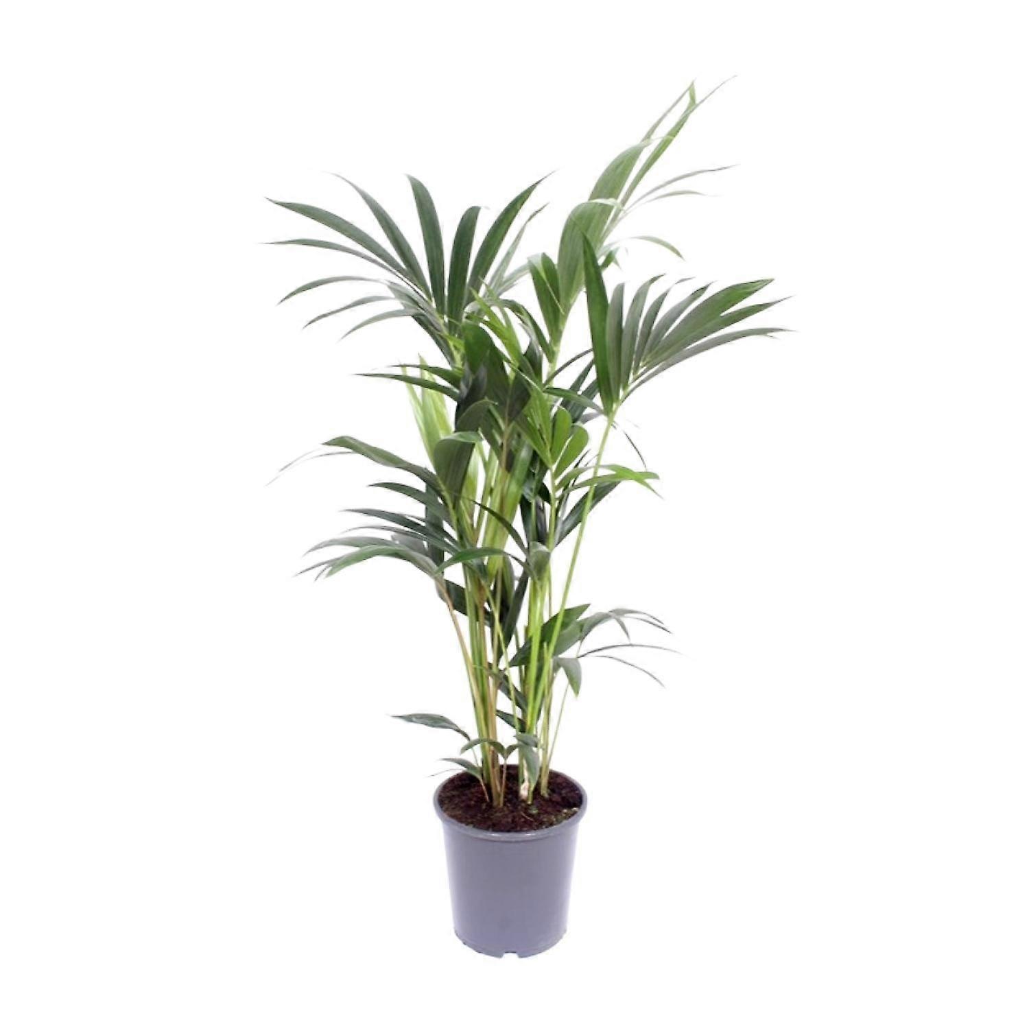Howea Forsteriana - 65-75cm - Ø17cm