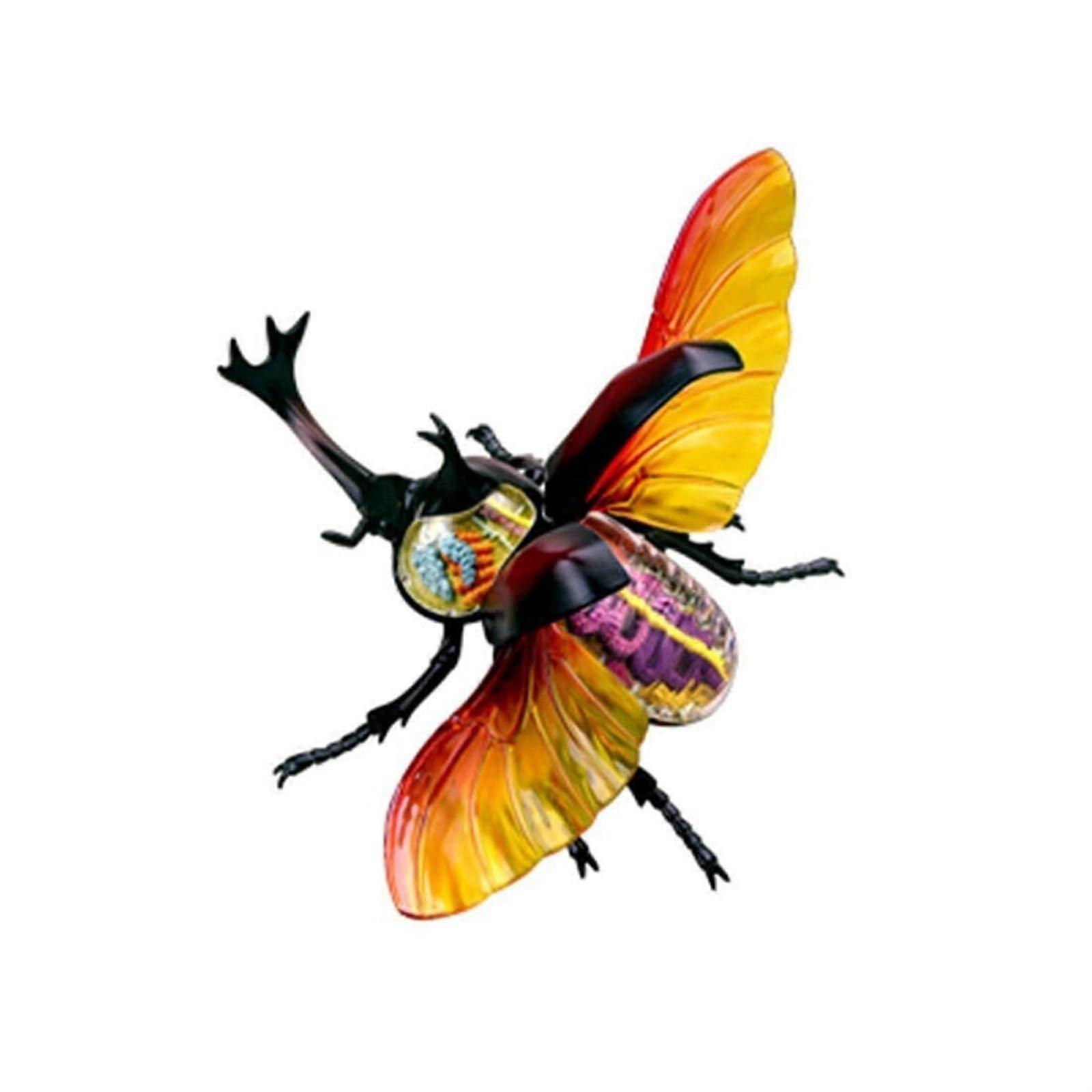 Stag Beetle Organ Anatomy Model 4D Hercules Beetle Anatomical Models Internal Organ