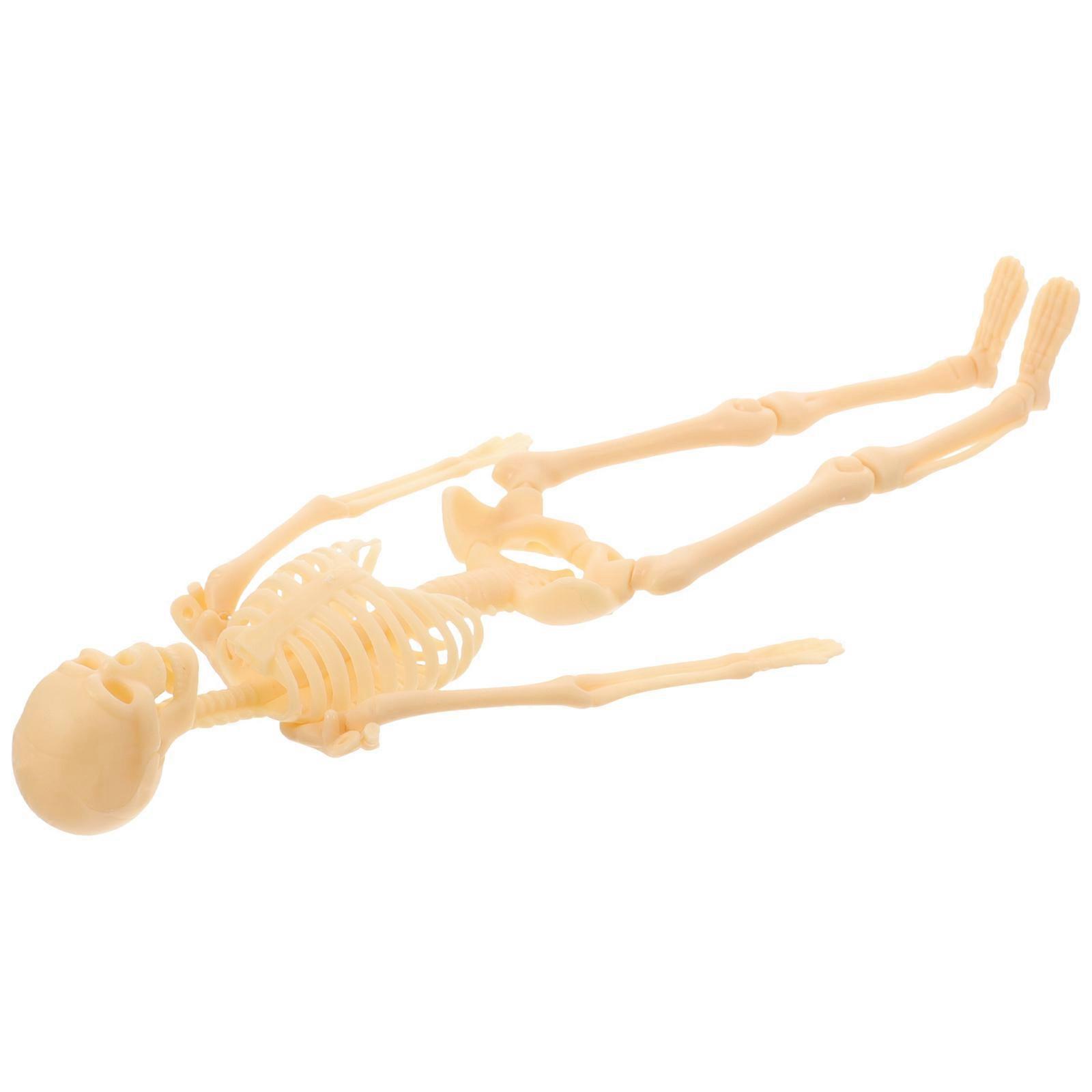 Human Body Model Skeleton Model Scientific Education Tool Brown 27.50X9.00X2.50CM Educational Tool 1Pack