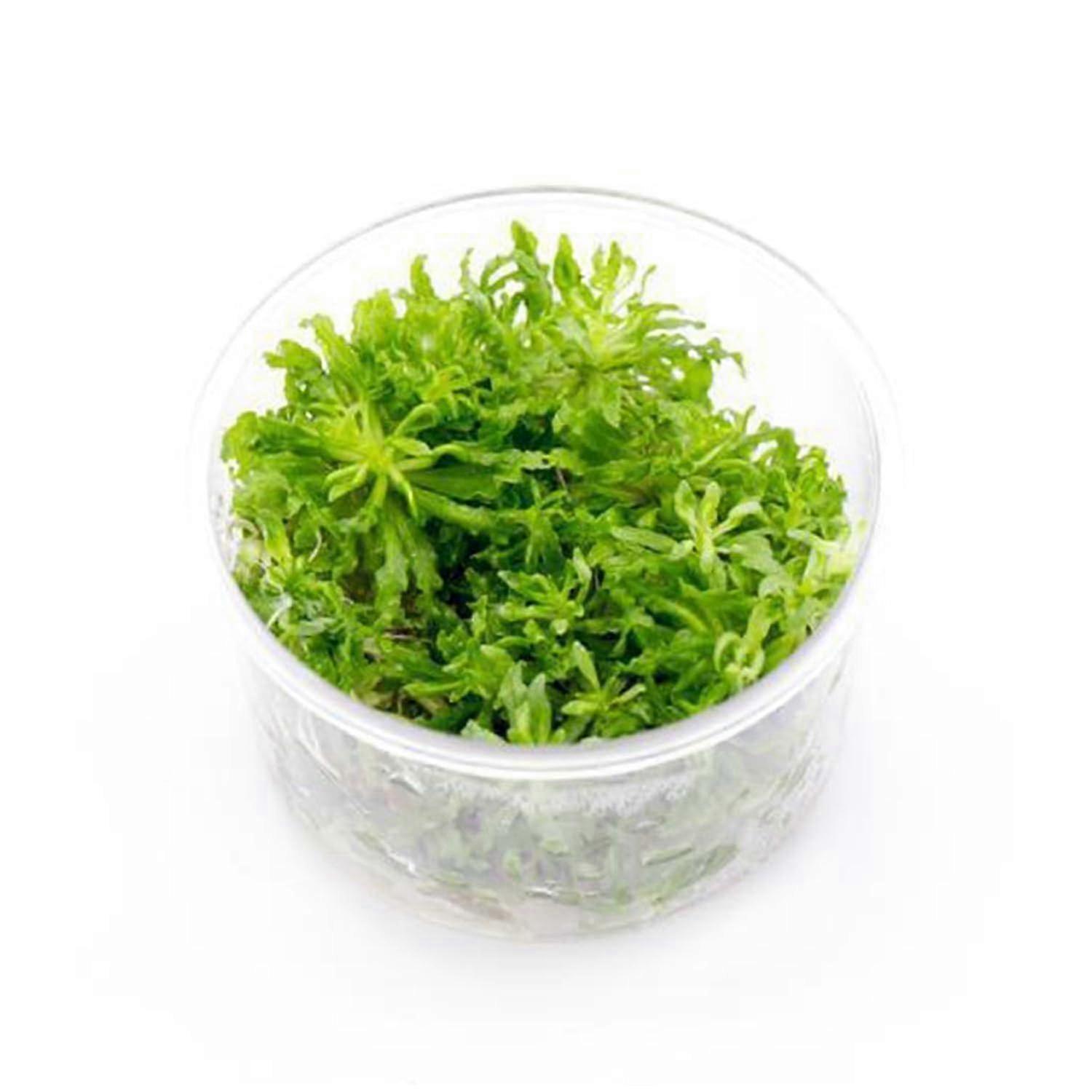 Pogostemon Helferi Bunch (Tissue Culture)