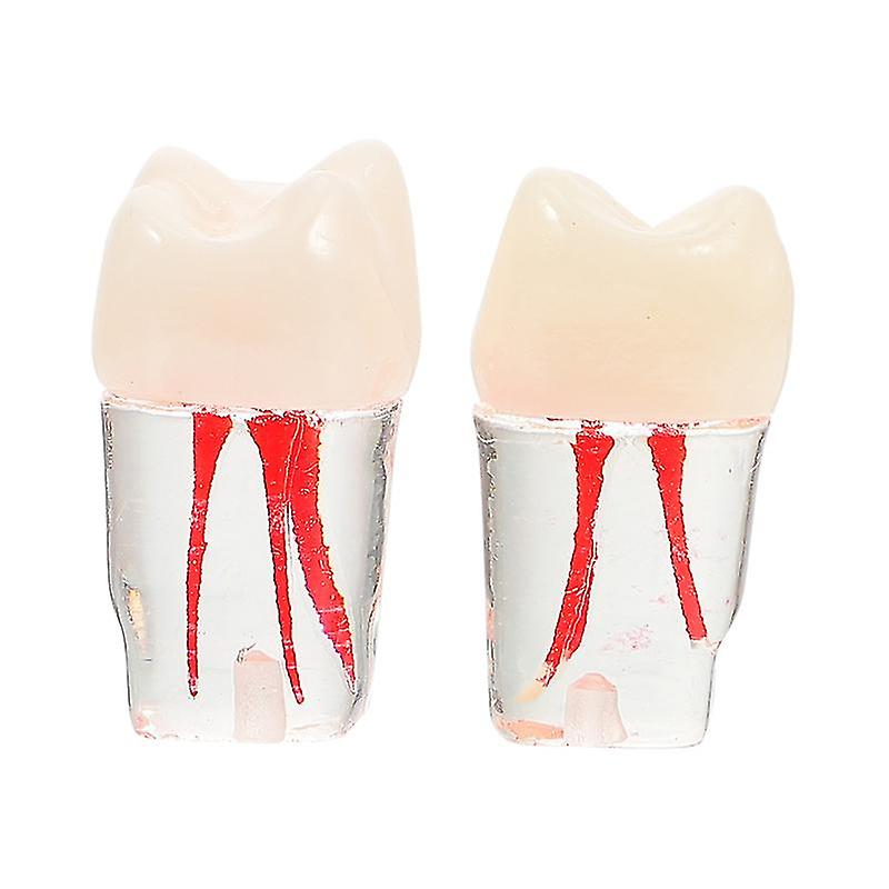 2pcs Root Canal Practice Model Educational Dentist Kit Teeth Teaching Model