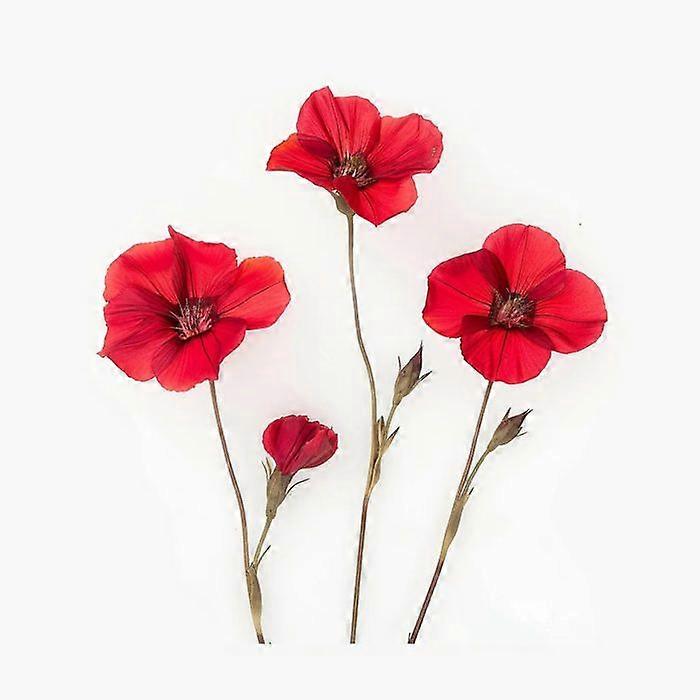 150 Red Flowering Flax Seeds - SemiWild Permaculture