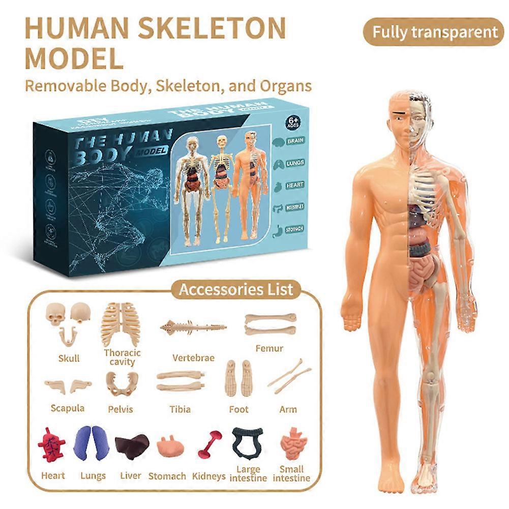 Clear Human Body Structure Model, Portable Skeleton Model Kit for Classroom, Interactive 3D Organ Model for Students