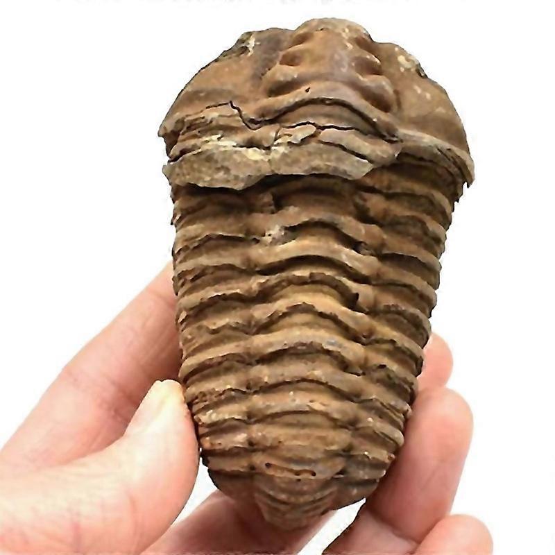 For 1pcs Flexicalymene Moroccan Trilobites Fossil 89cm Morocco