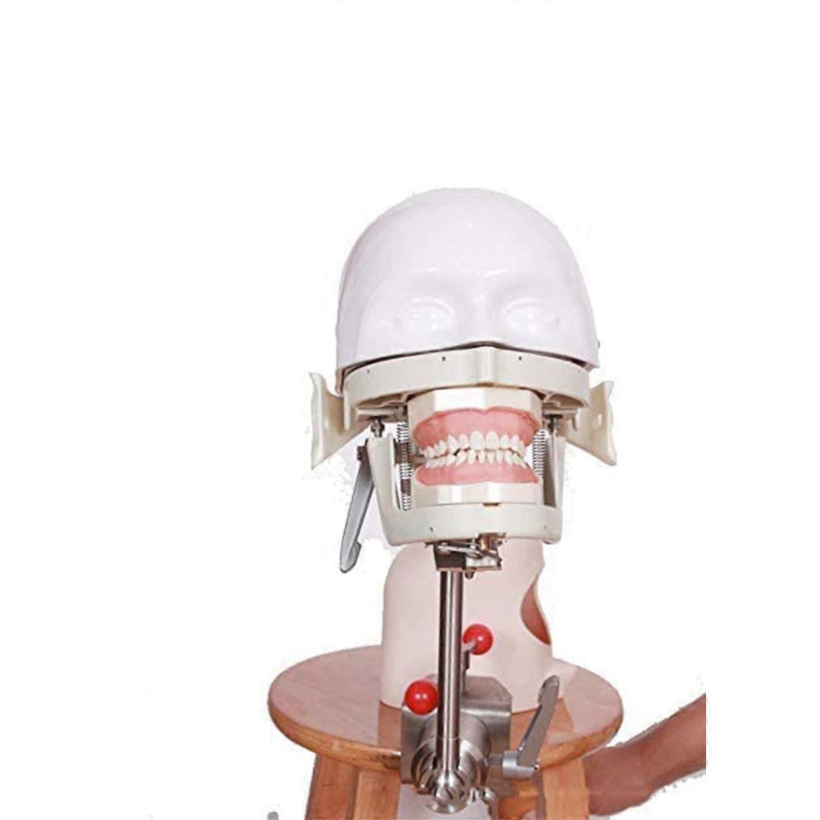 Dental Phantom Head Training Model LifeSize Dental Manikin with Replaceable Teeth for Practice