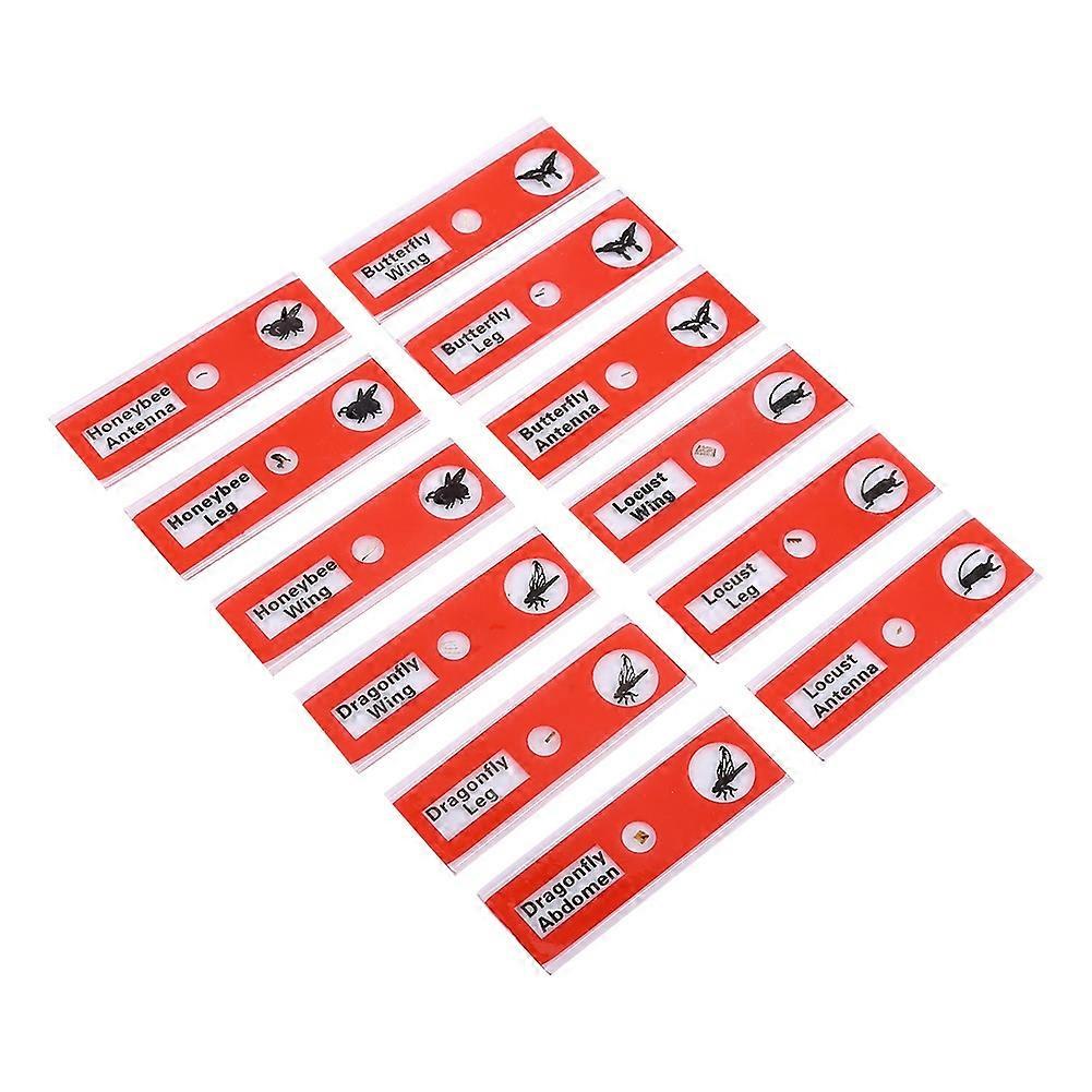 12pcs Plastic Prepared Microscope Slides Animals Insects Flowers Plants Red box