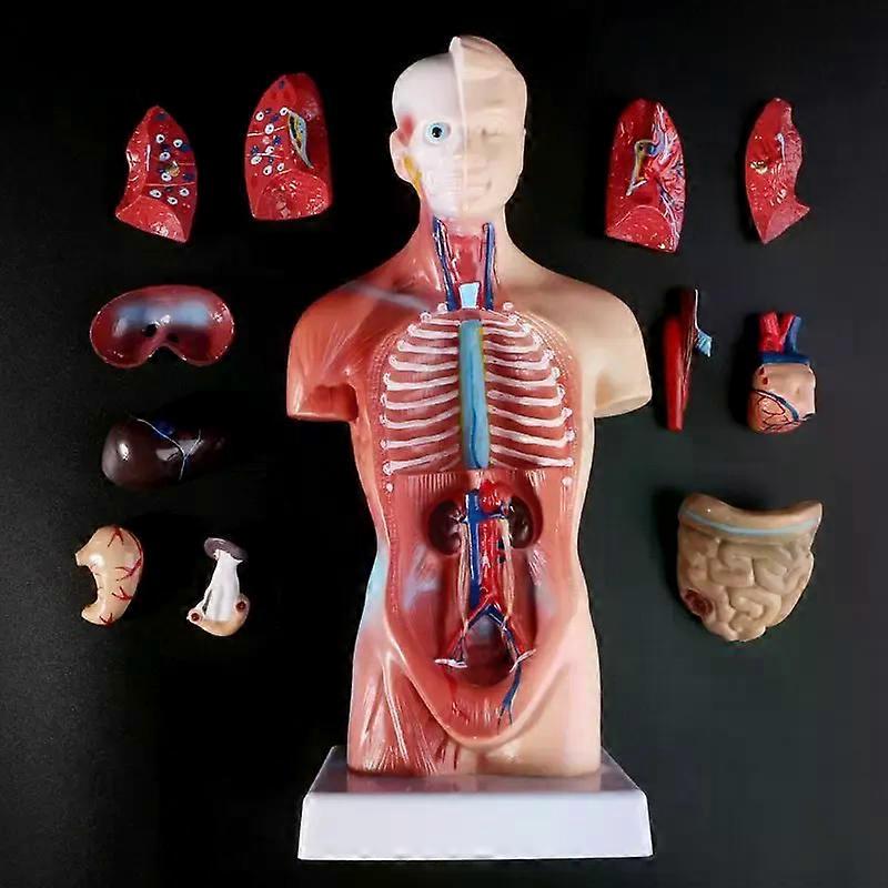 Human Torso Body Model Anatomy Anatomical Medical Internal Organs For Teaching