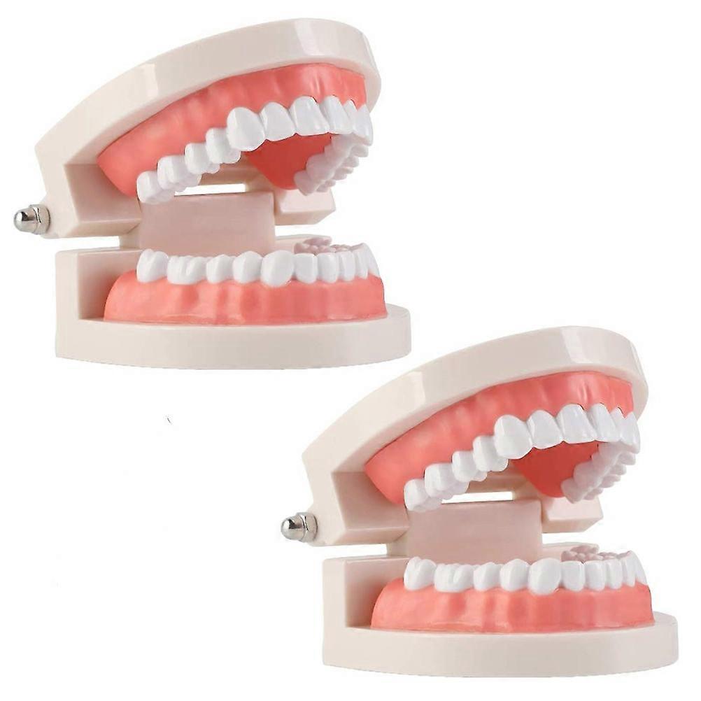 Oral Study Supplies 2 Pcs Standard Typodont Teeth Model Children Home Learning Assorted Color Ergonomic Design