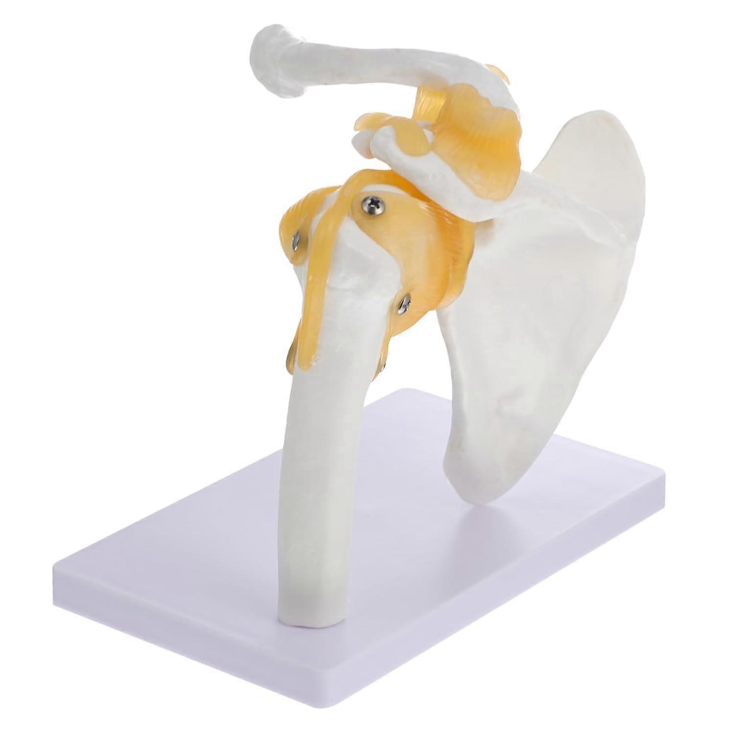 Shoulder Joint Model with Ligaments, Anatomical PVC Skeleton for Human Anatomy Teaching