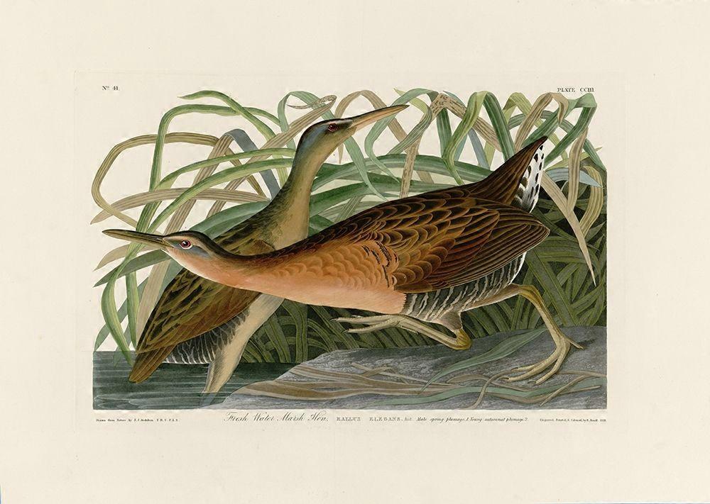 Fresh Water Marsh Hen Poster