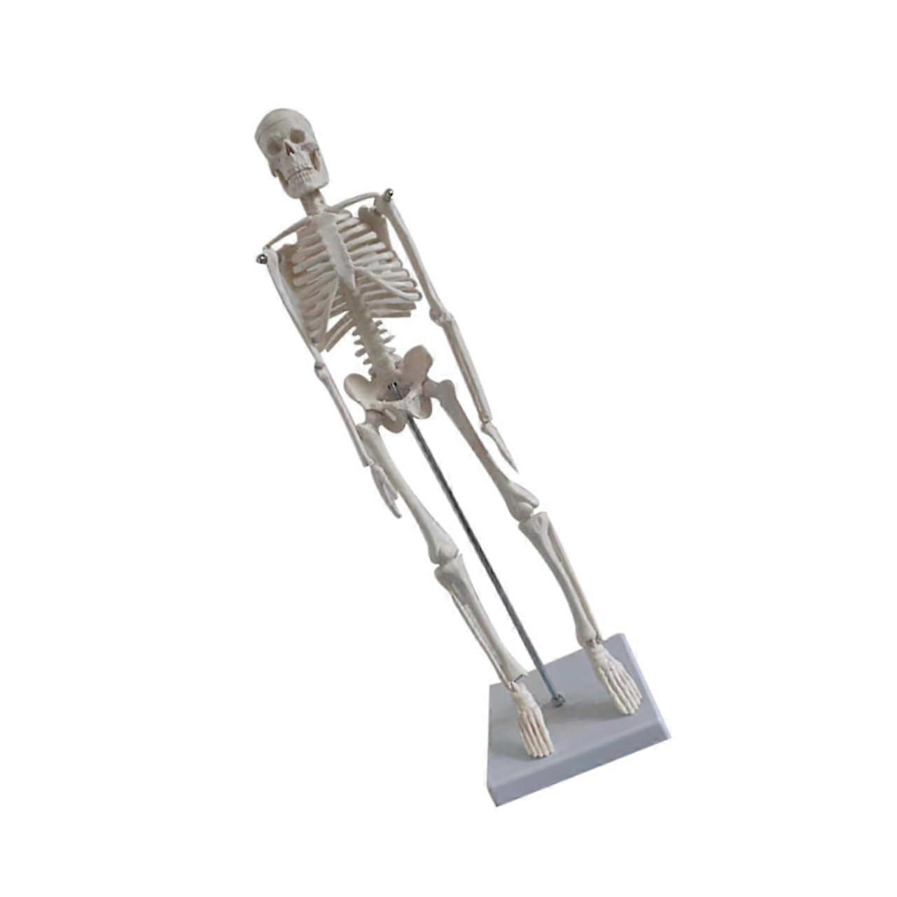 Human Skeleton Model Mini Bone Structures Human Anatomy Small Anatomical Skeleton
