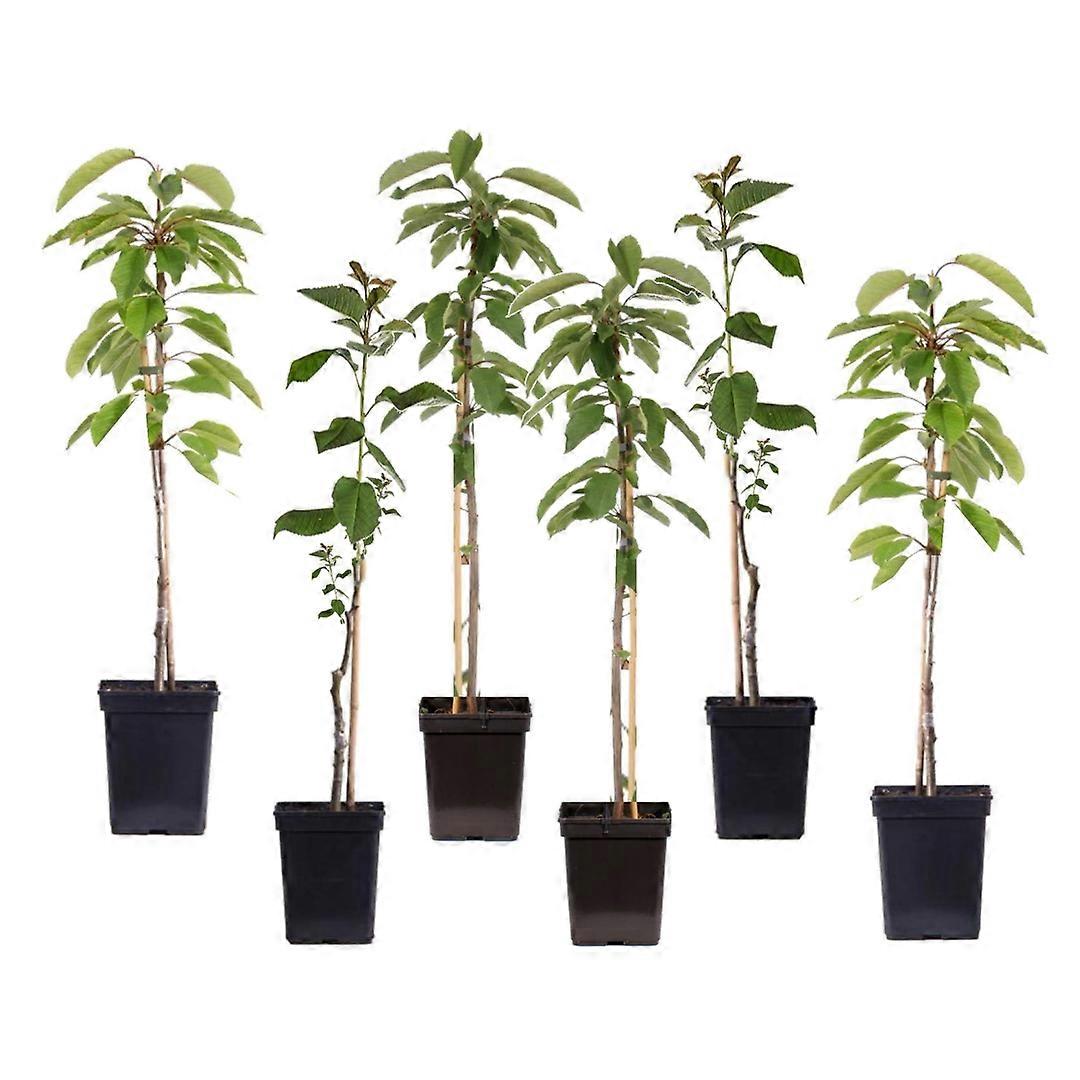 Apfelbaum - 6 Stk. - Malus - Höhe 60-70cm - ⌀9cm