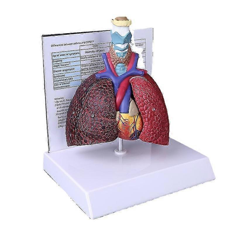 Life size human lung model anatomical respiratory system anatomy for school science resources study display teaching tool
