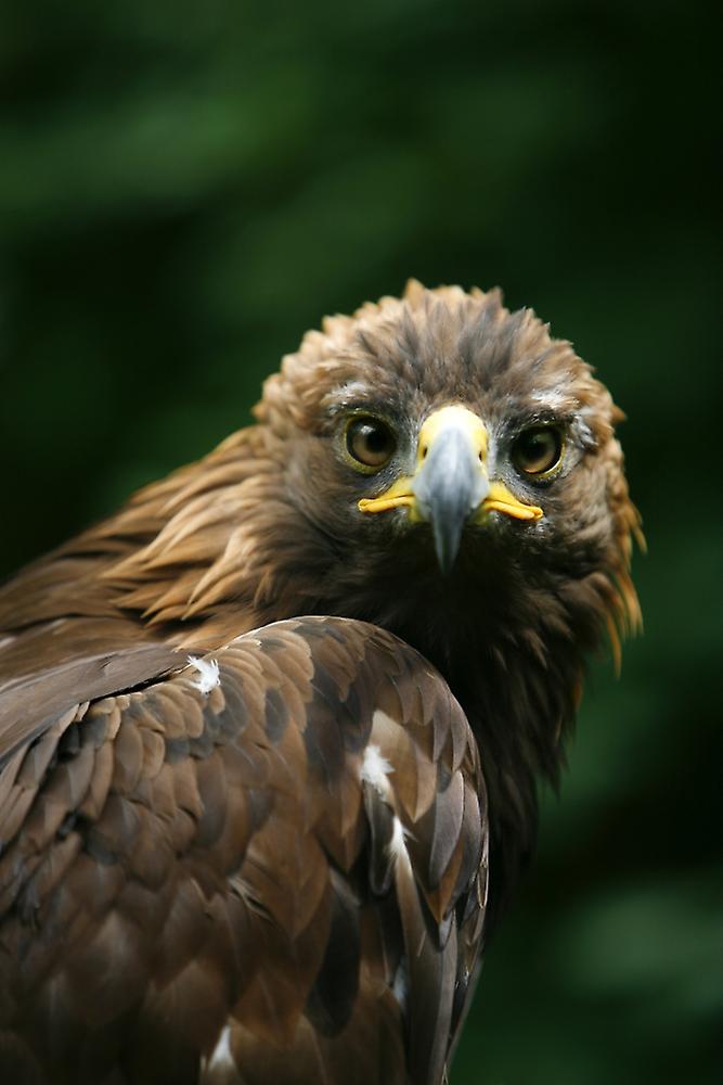 Golden Eagle's Face (Aquila Chrysaetos) Poster
