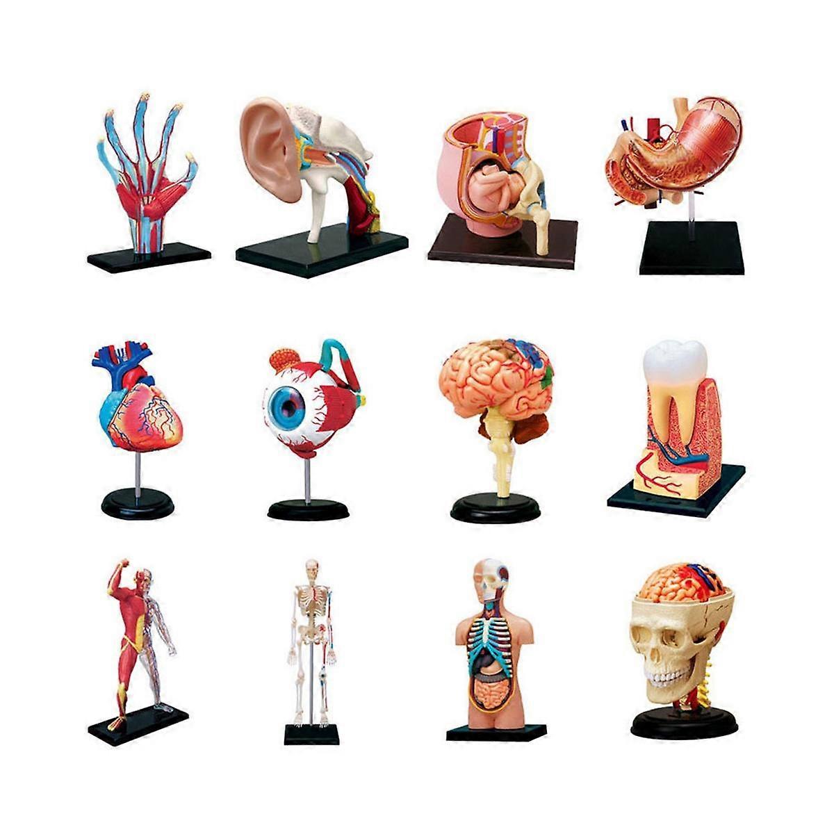 -Torso Human Body Model Removable Parts Education Organs Model for Teaching Study Class Students(Ha