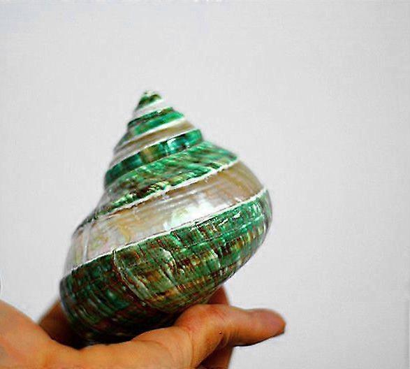 Jade Turbo Banded Shells&Hermit Caranguejo Sea Shells, Turbo Shells 3-1/2" ~ 4" polegadas