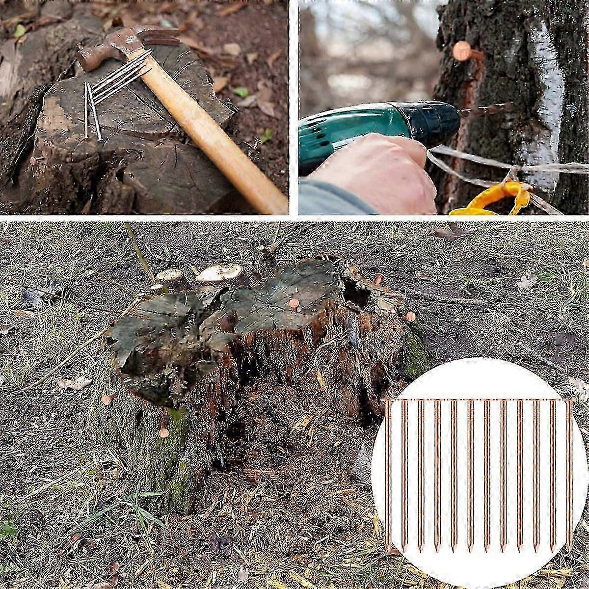 Pregos de Cobre de 3,5 Polegadas de Comprimento para Remoção de Tocos de Árvore - Pacote de 20