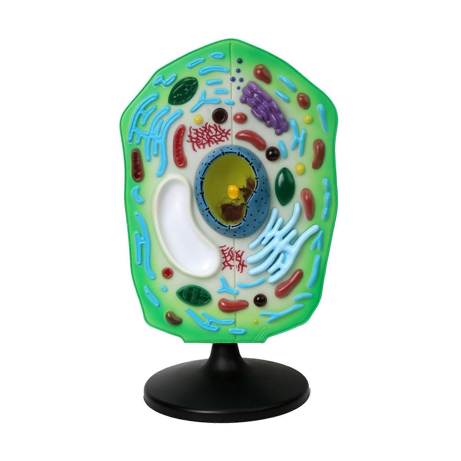 Plant Cell Model 3D with Realistic Structure, Bright HandPainted Colors, Educational Visual Aid for Classroom Teaching